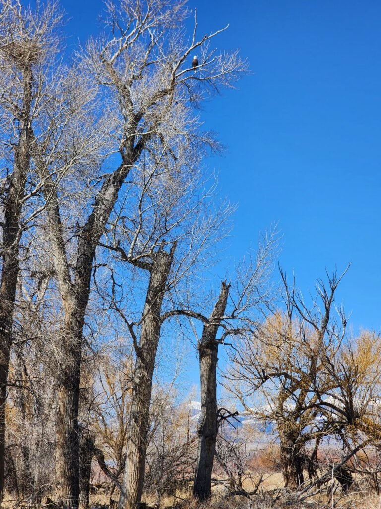 bald eagle at warm springs ponds